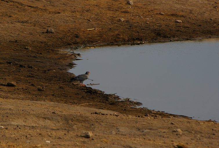 714 Namibia Okt 2006 Singhabicht.JPG